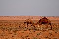 Sahara desert, Tunisia