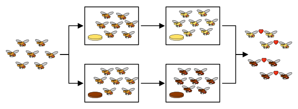 File:Drosophila speciation.svg