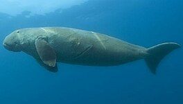 Dugong (Dugong dugon)