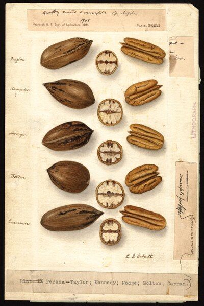 File:Ellen-Schutt-pecans.jpg