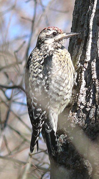 File:Female Yellow-bellied Sapsucker-l.jpg