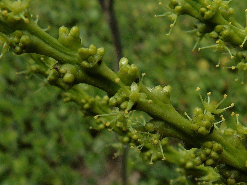 File:Flor macho.jpg