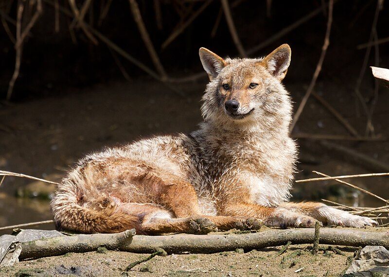 File:Golden jackal.jpg