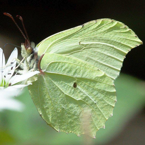 File:Gonepteryx mahaguru.jpg