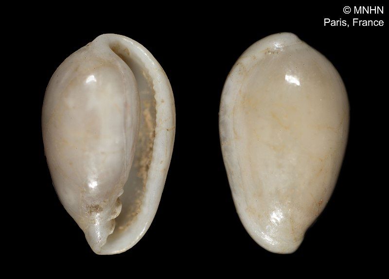 File:Granulina occulta (MNHN-IM-2000-602).jpeg