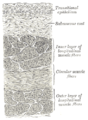 Vertical section of bladder wall