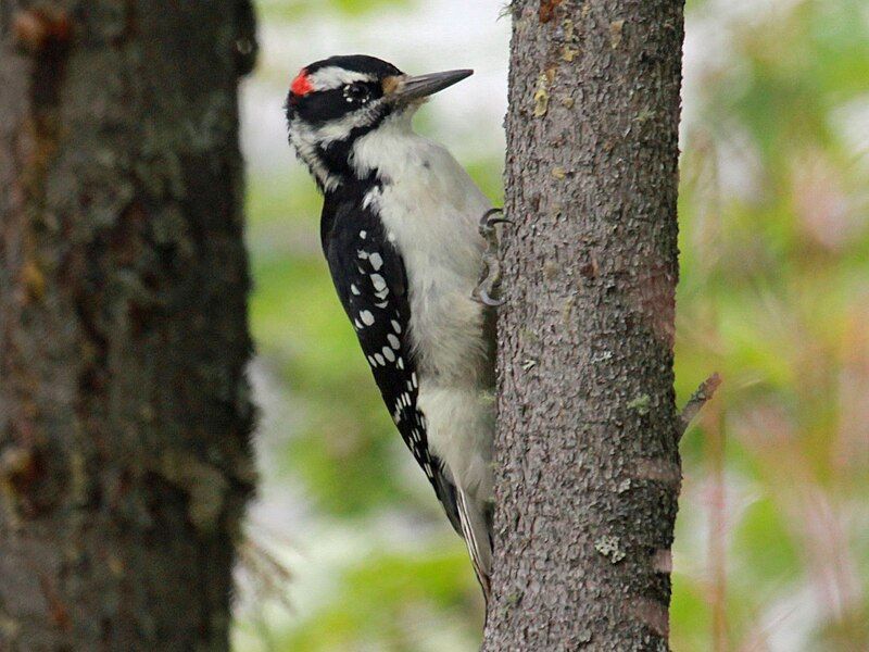 File:Hairy Woodpecker RWD.jpg