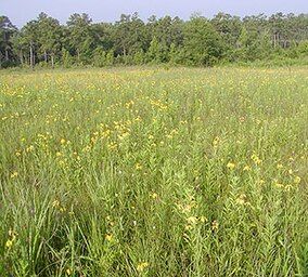 A photo of grasses and wildflowers