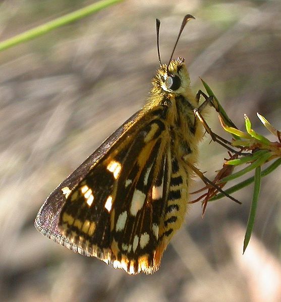 File:Hesperilla crypsargyra 2.jpg