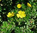 Hibbertia aspera