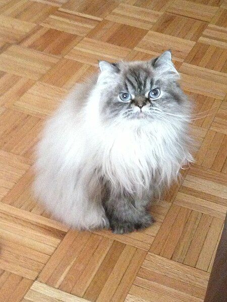 File:Himalayan cat m3.JPG