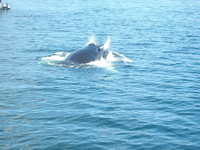 File:Humpback whale breaching.jpg