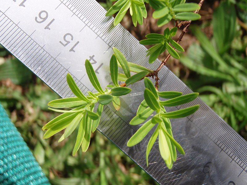 File:Hypericum macrosepalum-01.JPG