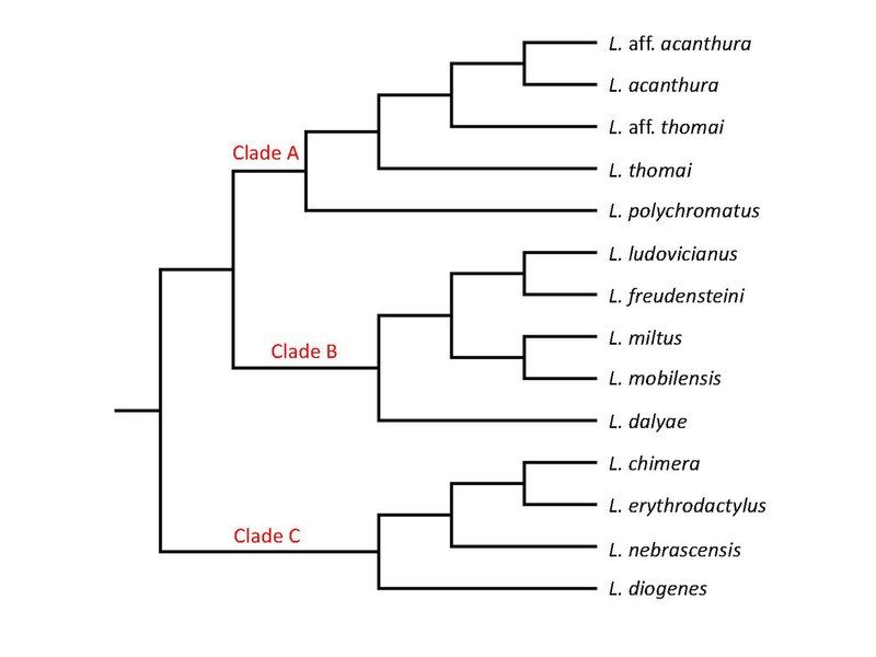 File:Lacunicambarus Cladogram.pdf