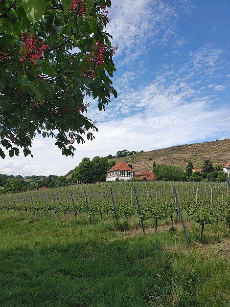 File:Landscape with vines.jpg