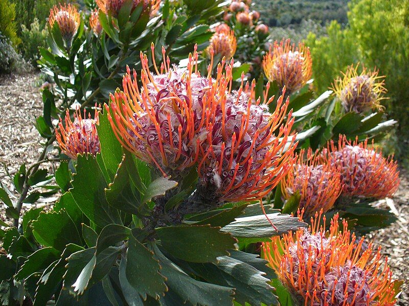 File:Leucospermum glabrum..JPG