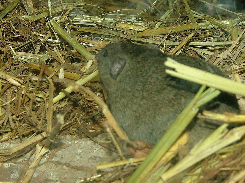 File:Levant Vole 02.jpg