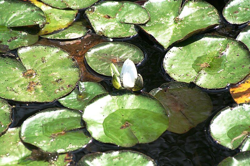 File:Lilypad.jpg