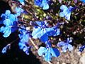 Lobelia erinus cultivar