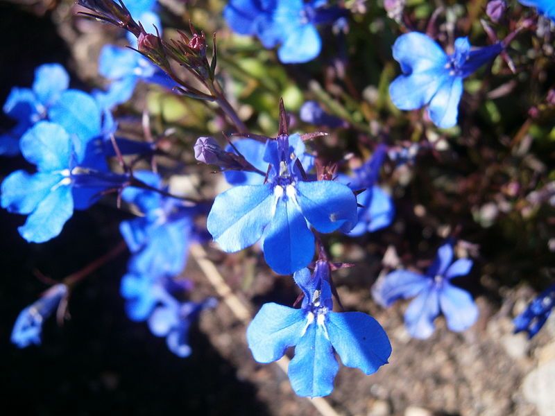 File:Lobelia erinus03.jpg