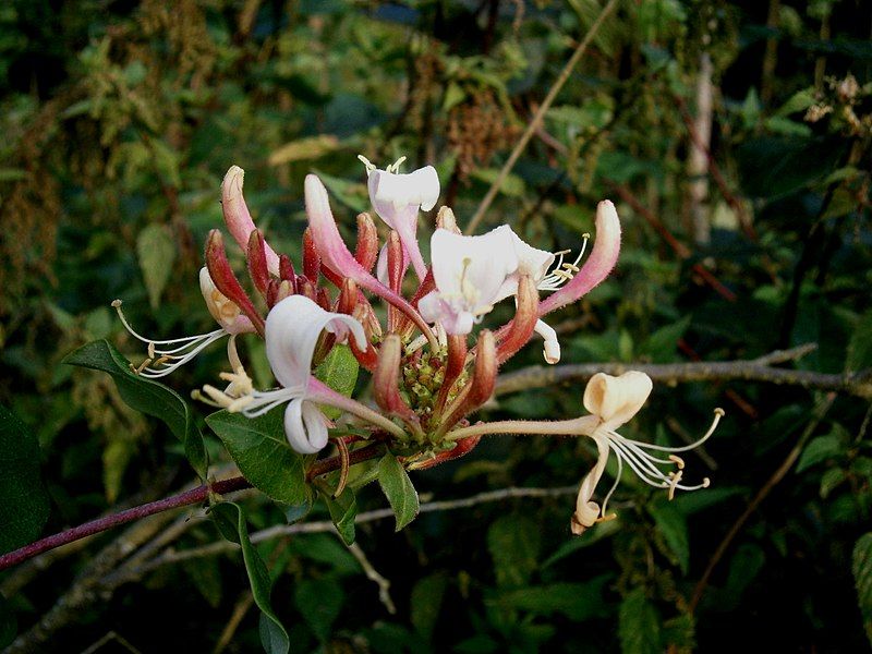 File:Lonicera periclymenum 001.jpg