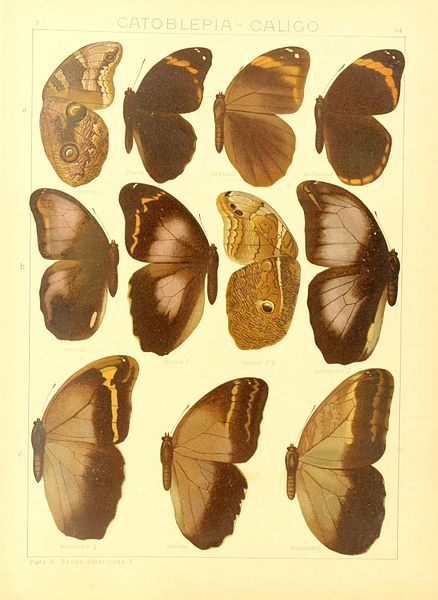 File:Macrolepidoptera15seit 0137.jpg