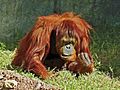 Frustrated orangutan