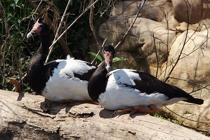 File:Magpie Geese pair.jpg