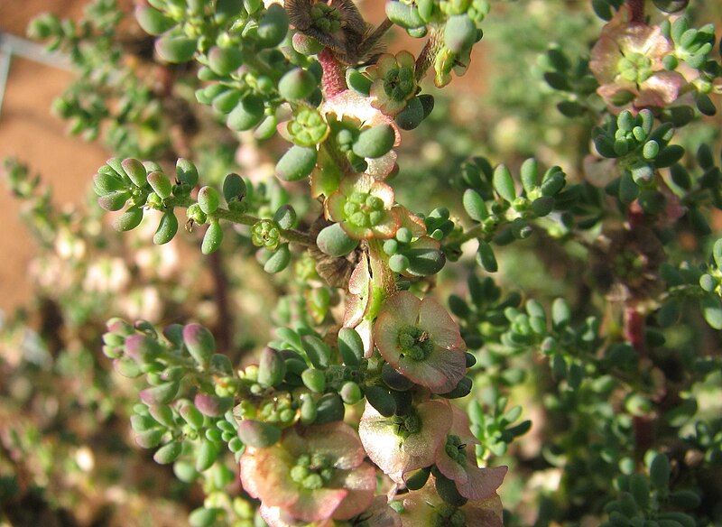 File:Maireana brevifolia.jpg