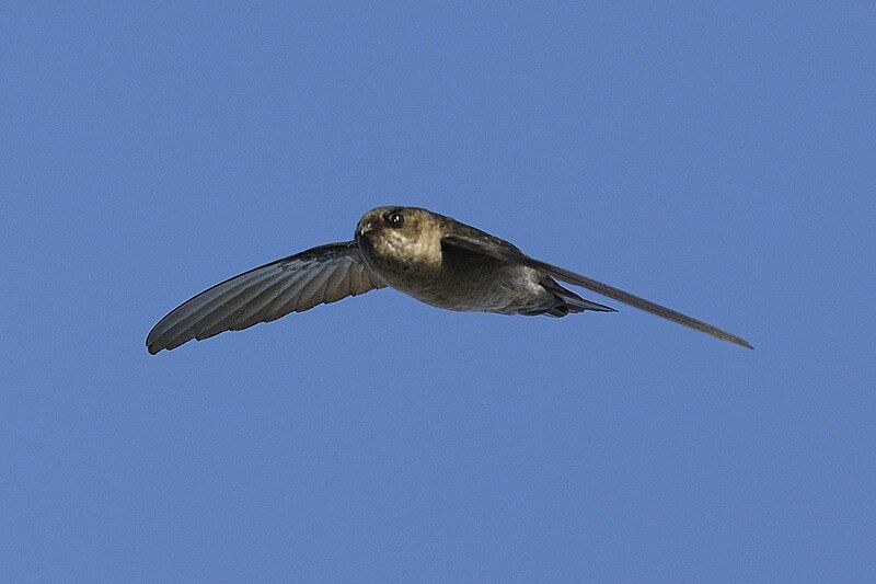 File:Mascarene Swiftlet.jpg