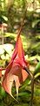 Masdevallia veitchiana flower Peru - Machu Picchu