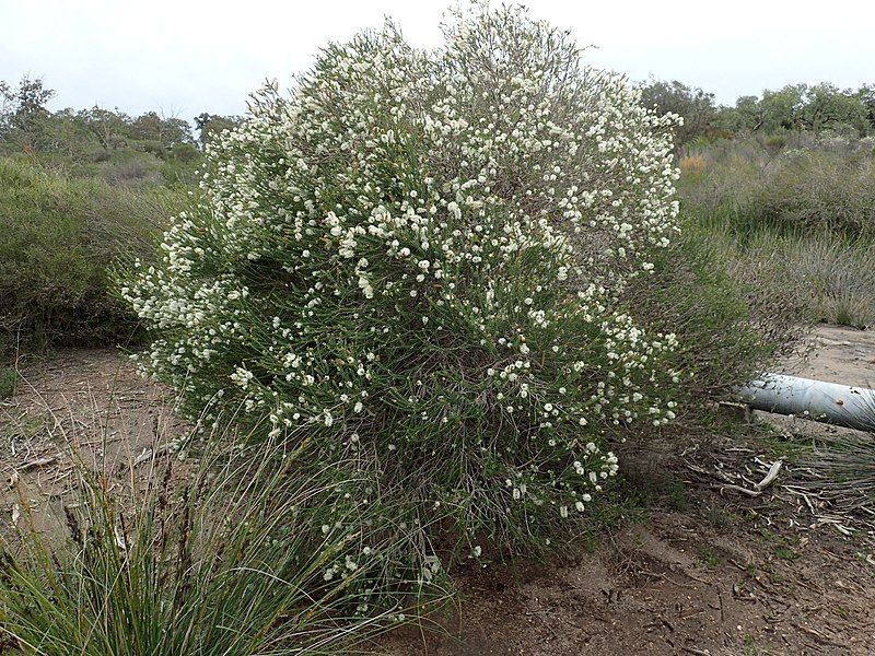 File:Melaleuca hamulosa habit.jpg