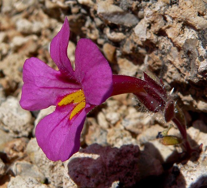 File:Mimulus bigelovii 3.jpg