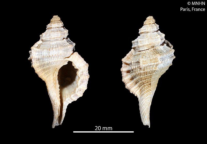 File:Monoplex vespaceus (MNHN-IM-2012-20021).jpeg