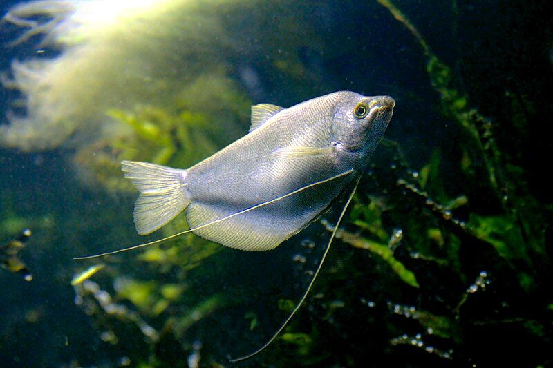 File:Moonlight Gourami.jpg