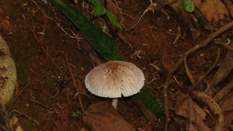 File:Mushroom SerradaMantiqueira Brazil.JPG