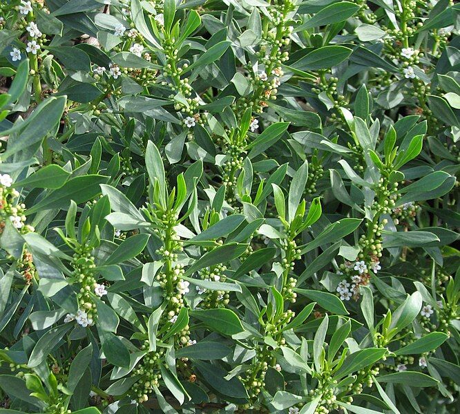 File:Myoporum insulare.jpg