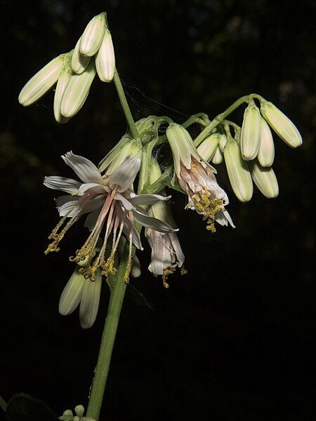 File:Nabalus albus bloom.jpg