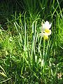 Narcissus tazetta subsp. italicus