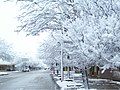 Snowy trees at La Carlota, Córdoba province