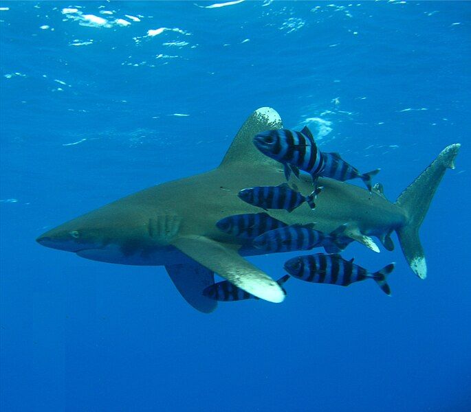 File:Oceanic Whitetip Shark.jpg