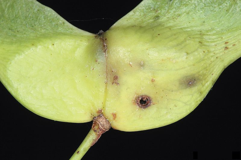 File:Pammene regiana damage.jpg