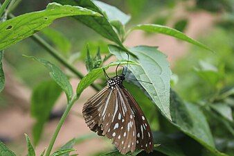 Ventral view