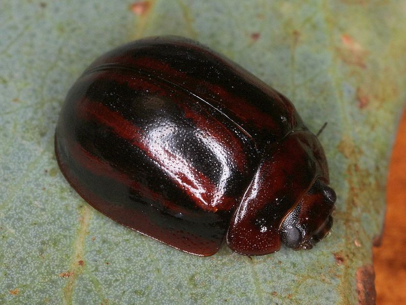 File:Paropsisterna stygiavittataMtLivingstoneDec15.jpg