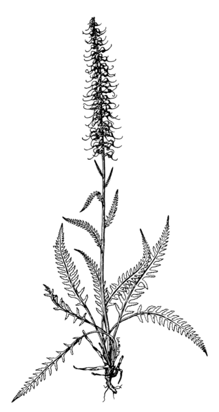 File:Pedicularis groenlandica illustration.png