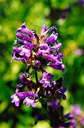 Flowers of Penstemon attenuatus