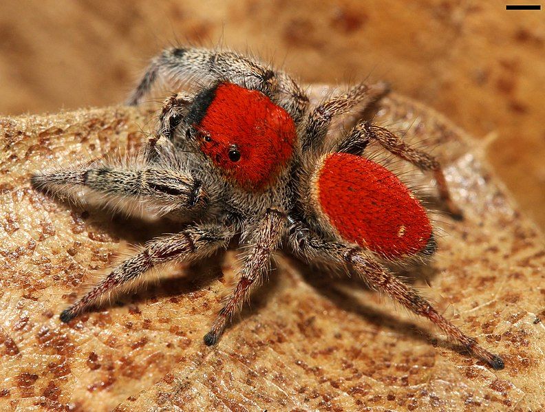 File:Phidippus whitmani 6282.jpg