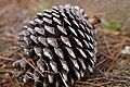 Pine cone