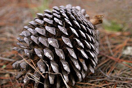 Pine cone at Pinus radiata, by Fir0002