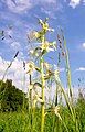 Platanthera bifolia Habitus